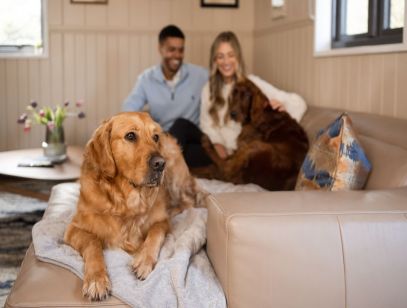 Dog Friendly Accommodation | Shepherd's Hut Suite