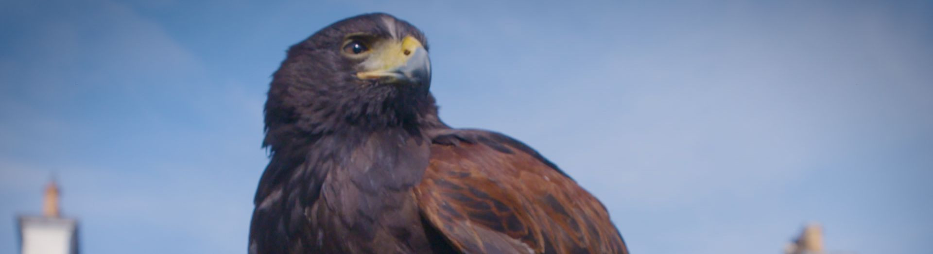 Falconry Galgorm