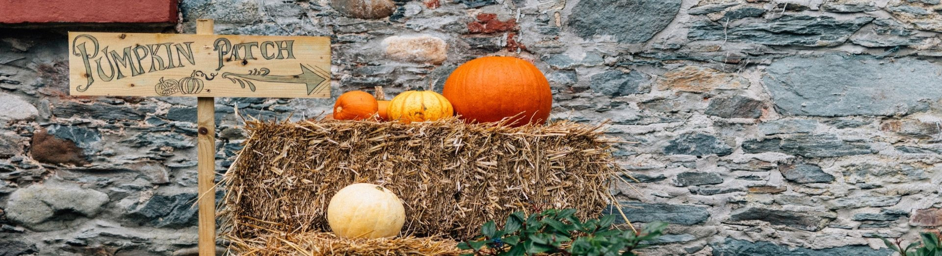 Pumpkin patch wb Galgorm