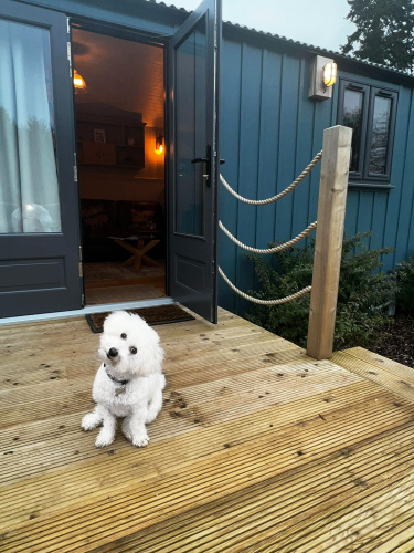 Dog-Friendly Breaks at Galgorm