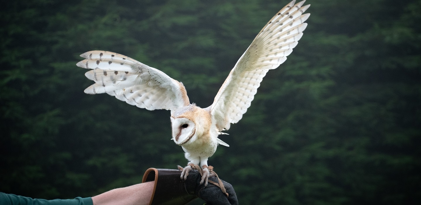 Falconry