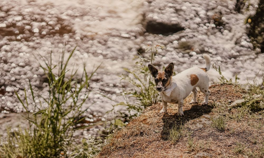 leidah___jodi_dog.jpg ( leidah & Jodi dog) leidah jodi dog