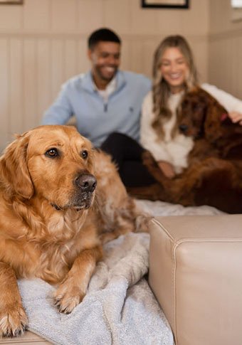 Dog friendly www.galgorm.com_v2