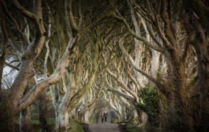 The Dark Hedges